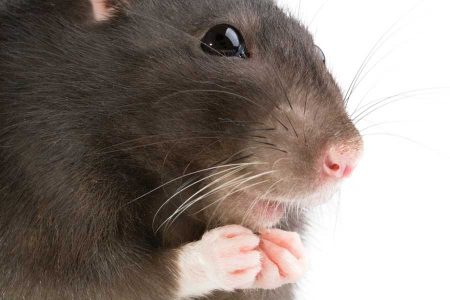 Rodent Pest Control on the Farm Image